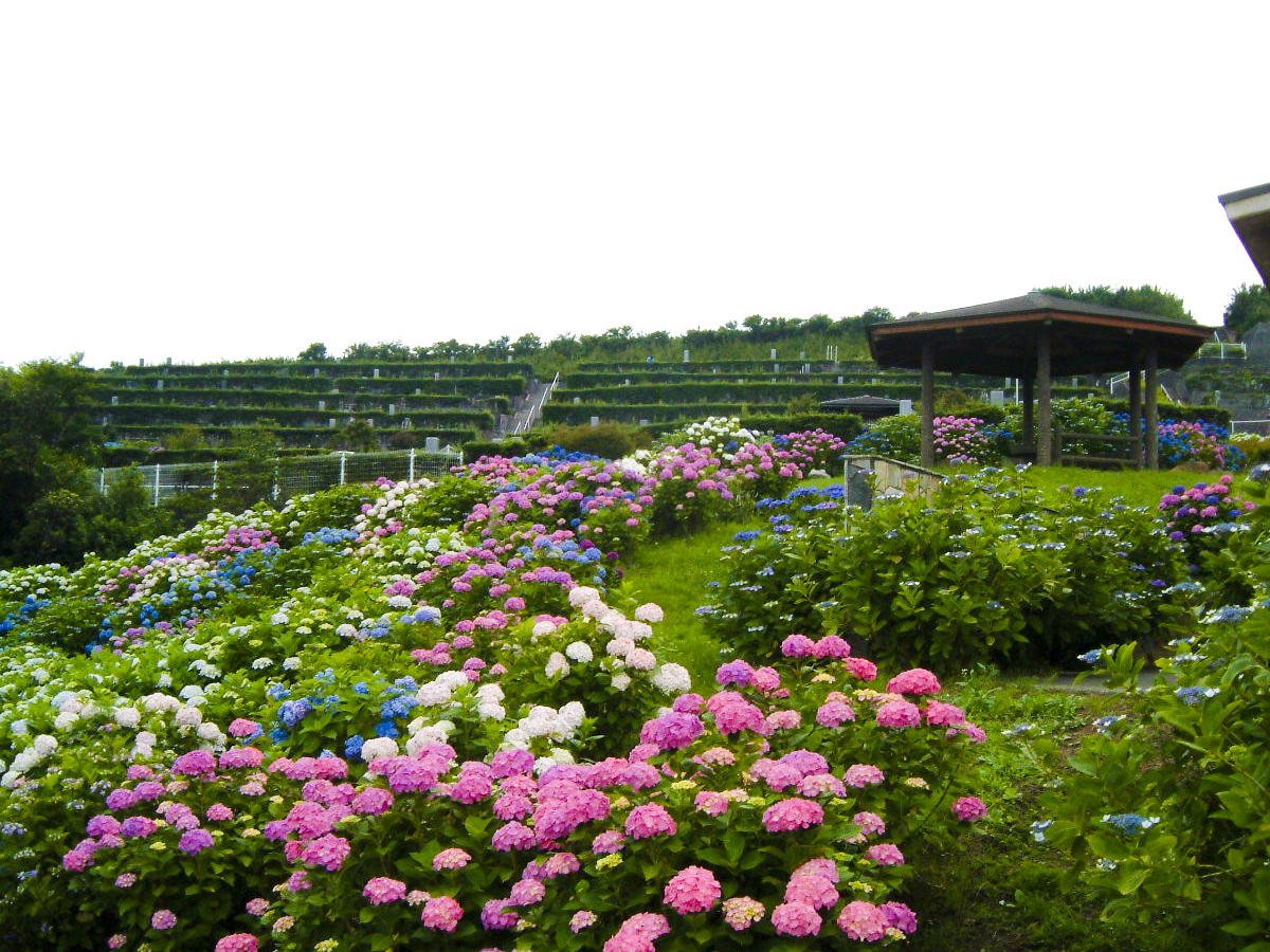 紫陽花は標高が高いため時期を遅らせて開花します。